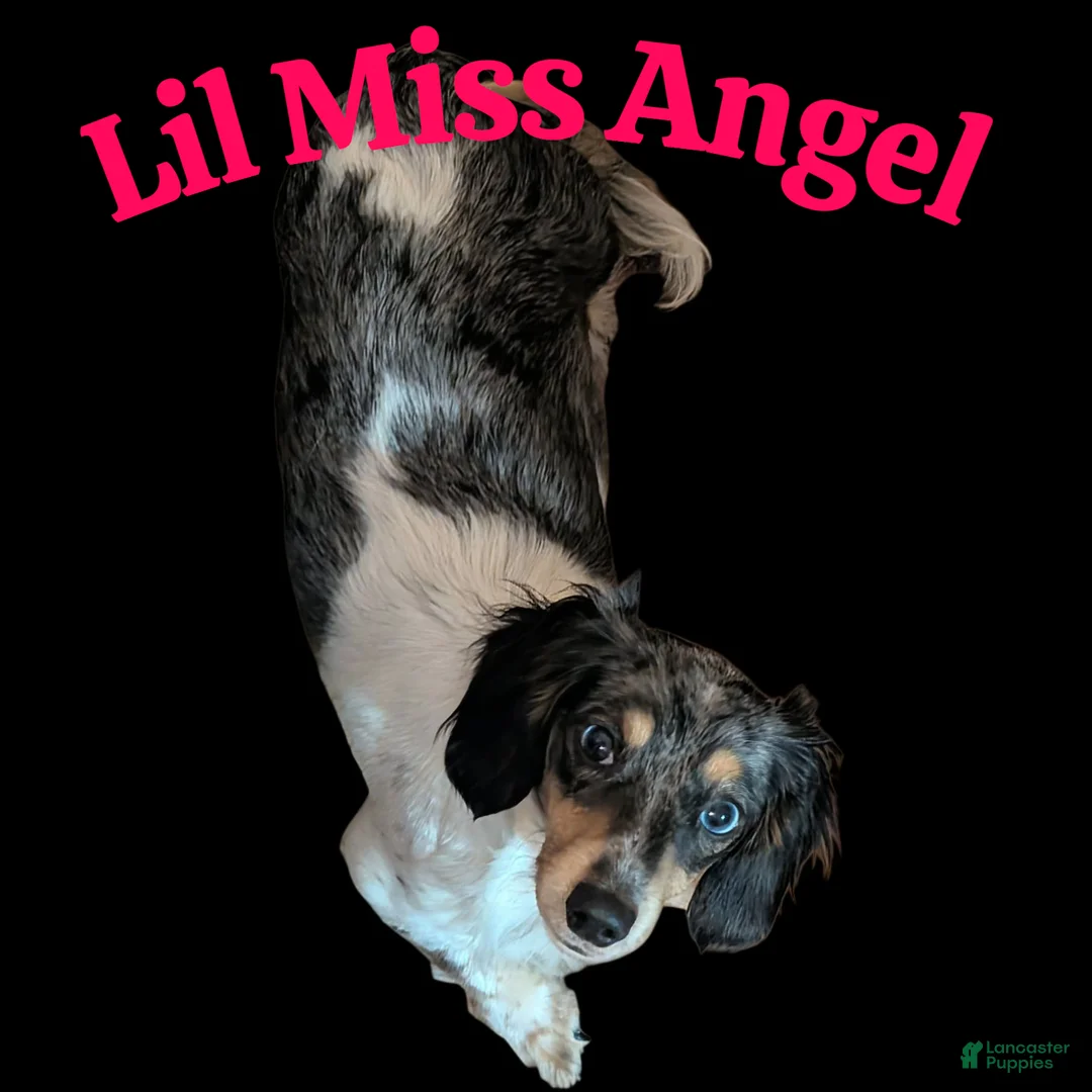 Miniature Dachshund dogs for sale: Silver dapple boy  - Ad 3