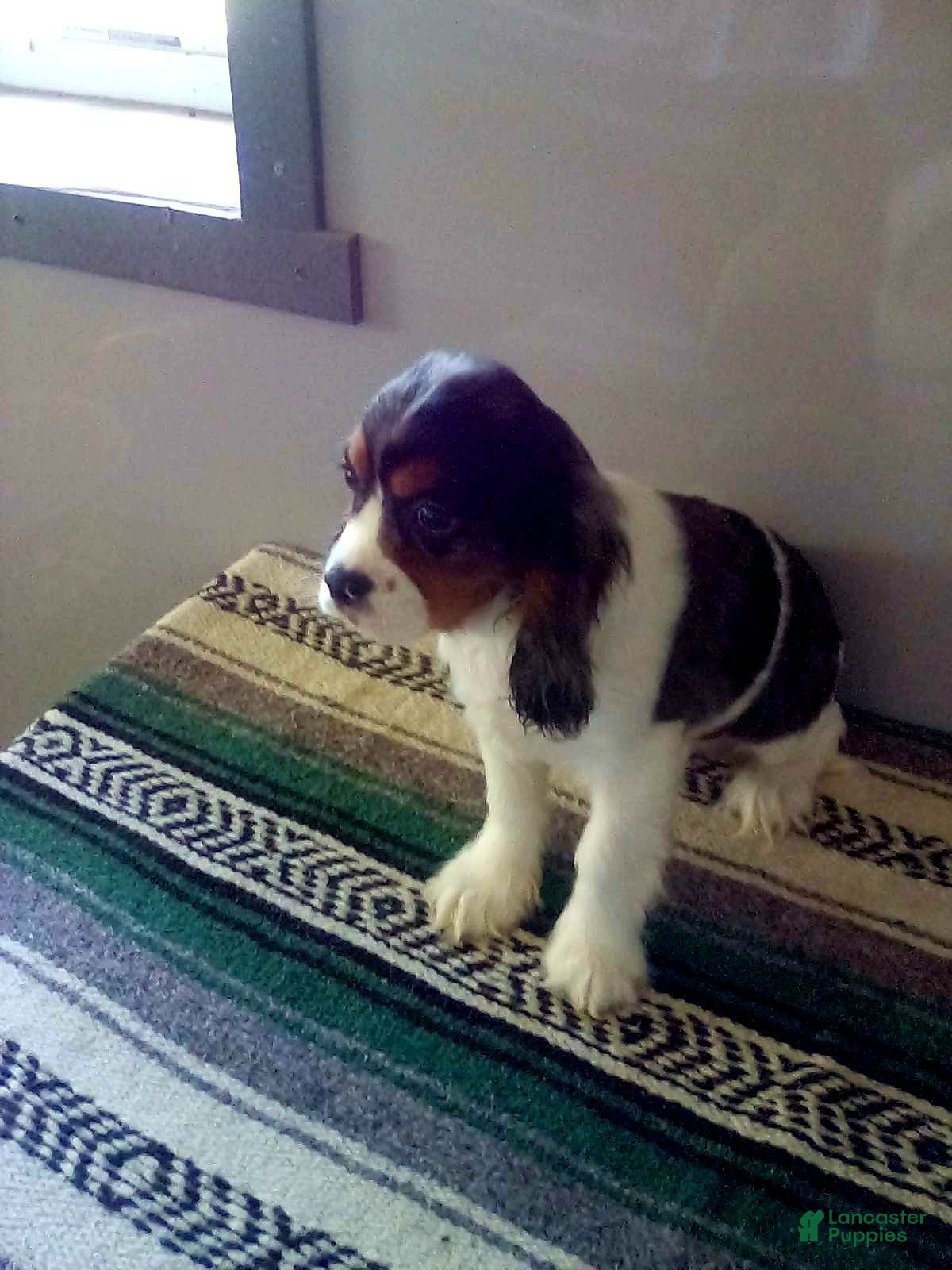 Mixed Breed dogs Asher - Ad 2