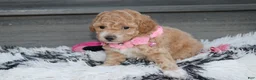 Bichpoo dogs for sale: Kallista  - Ad 17