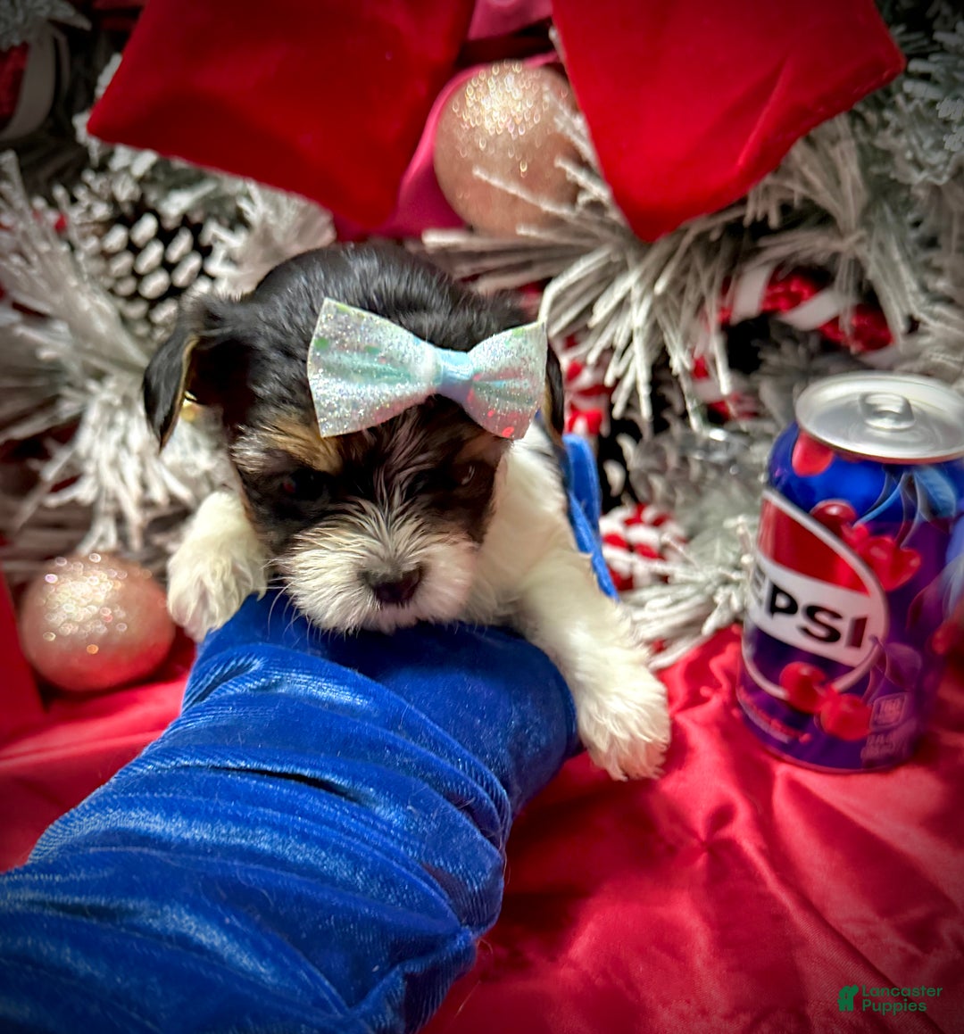 Yorkshire Terrier dogs for sale: Wakko  - Ad 9