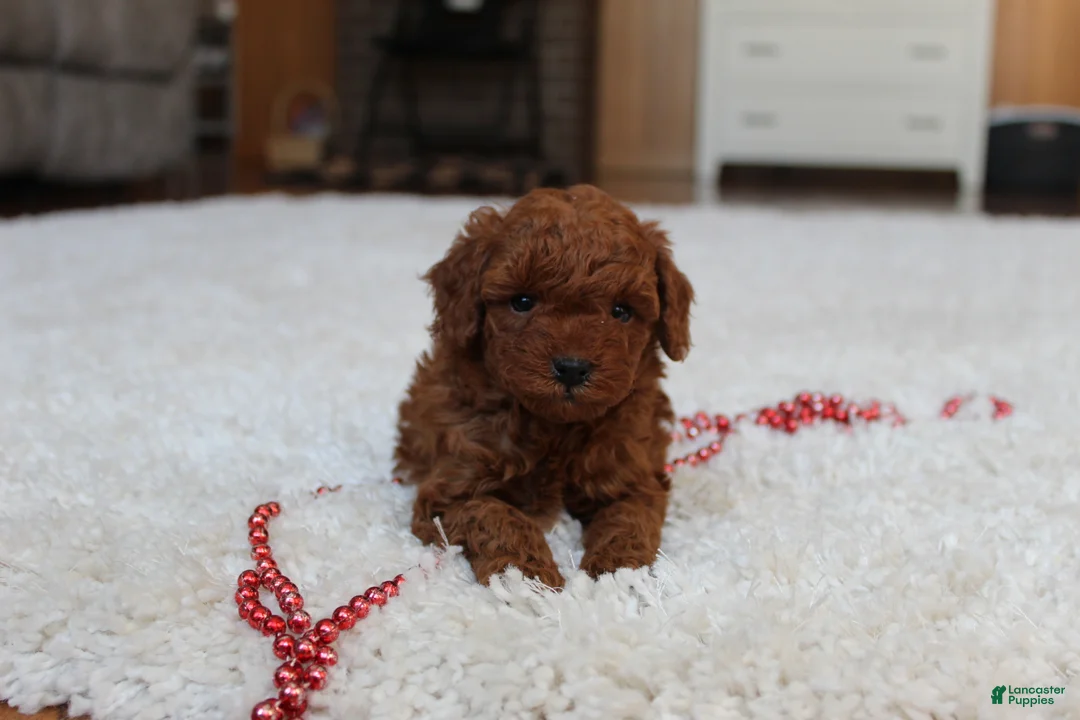 Toy Poodle dogs for sale: Marshall - Ad 9