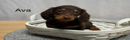 Miniature Dachshund dogs for sale: Ava - Ad 1
