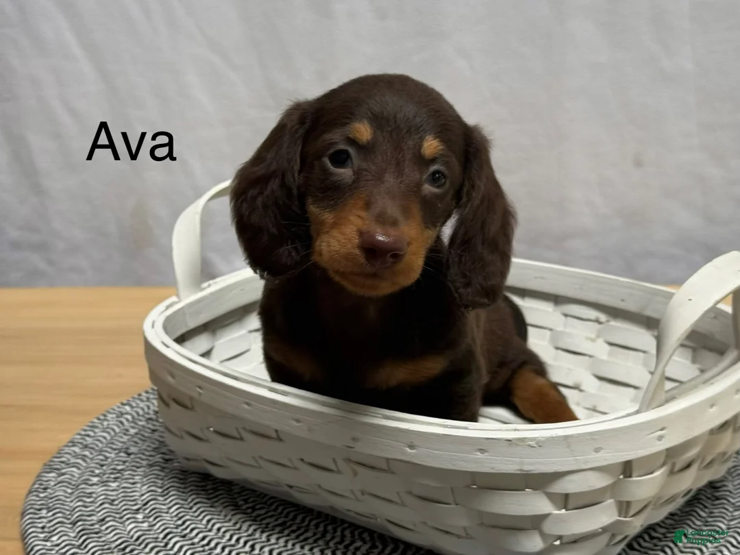 Miniature Dachshund dogs for sale: Ava - Ad 1