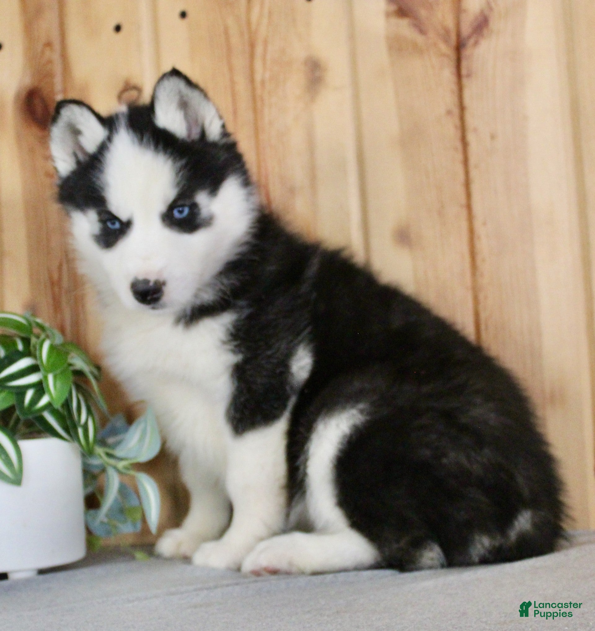 Siberian Husky dogs Violet - Ad 2