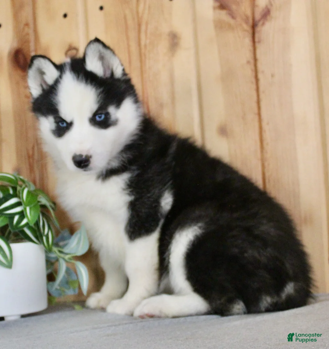 Siberian Husky dogs for sale: Violet - Ad 2