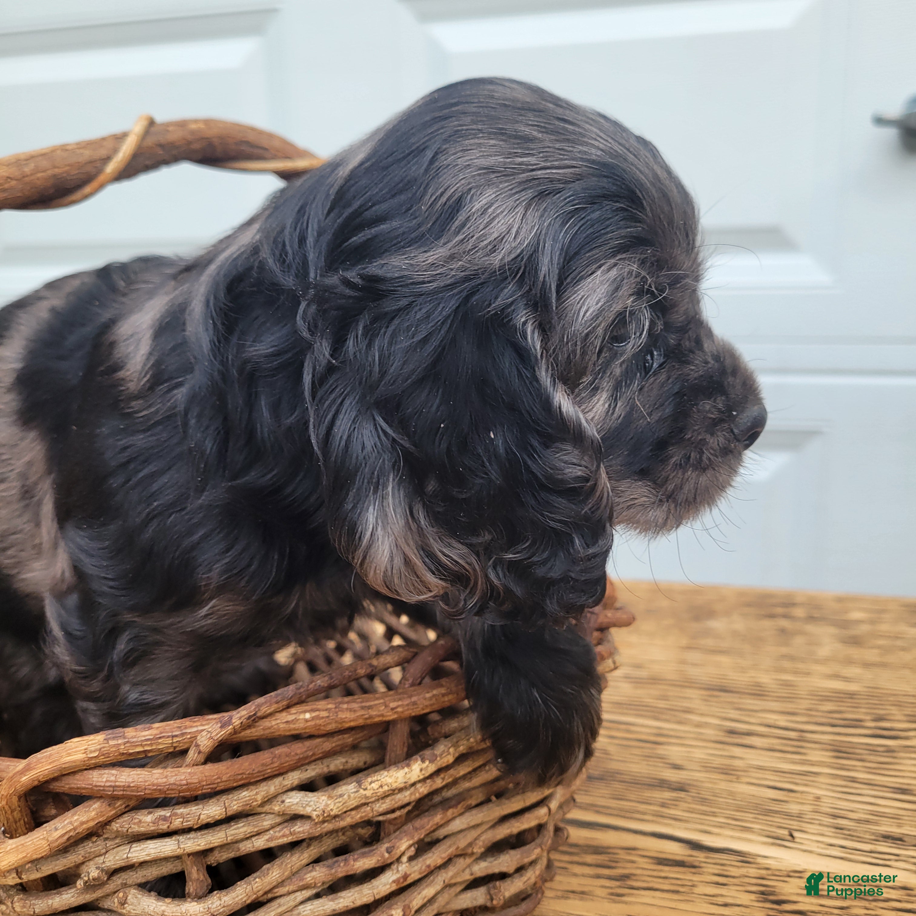 Mixed Breed dogs Ruger - Ad 2