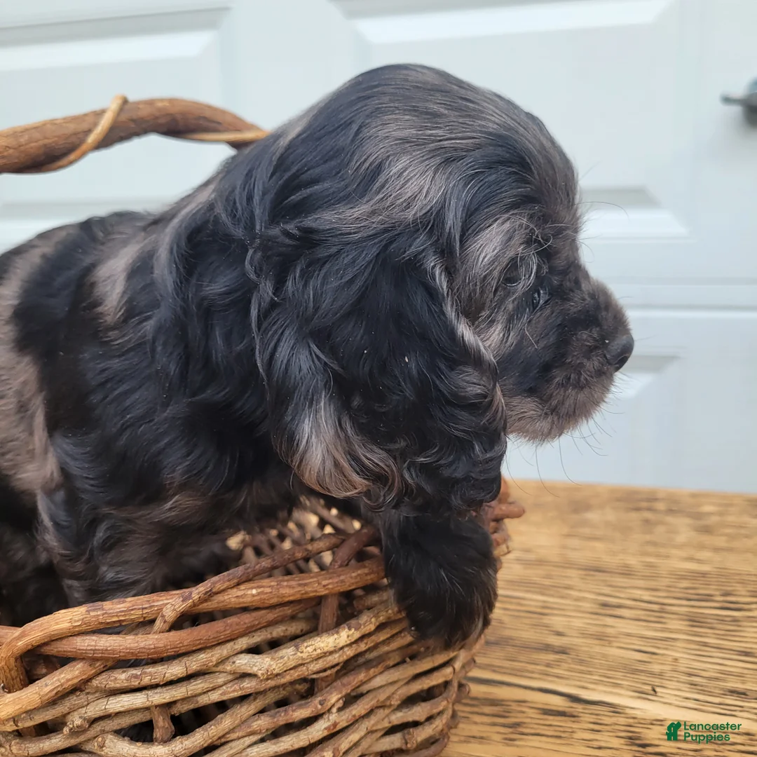 Mixed Breed dogs for sale: Ruger - Ad 2