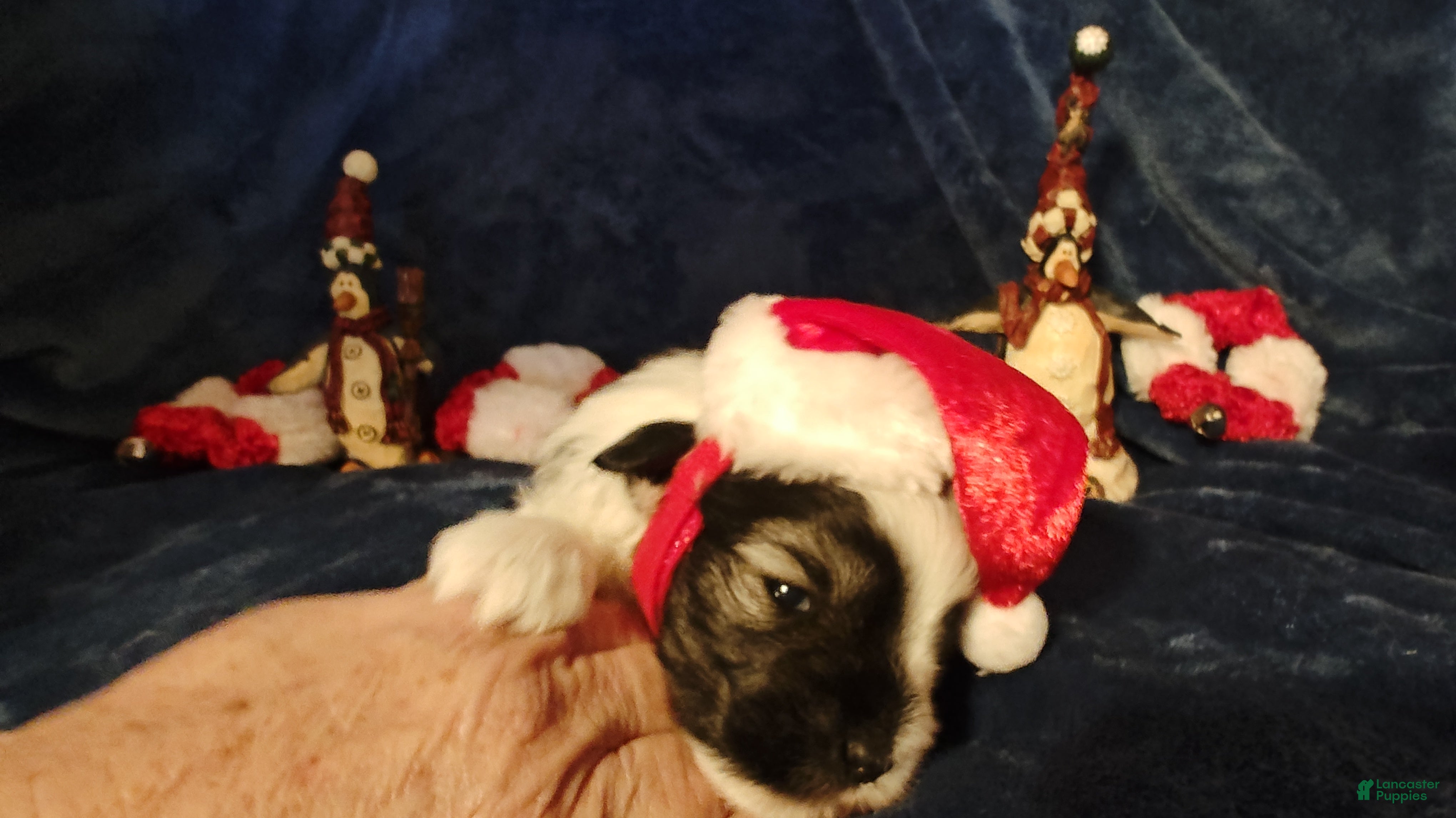 Miniature Schnauzer dogs Miniature Schnauzer Boy 3 - Ad 13