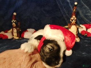 Miniature Schnauzer dogs Miniature Schnauzer Boy 3 - Ad 13