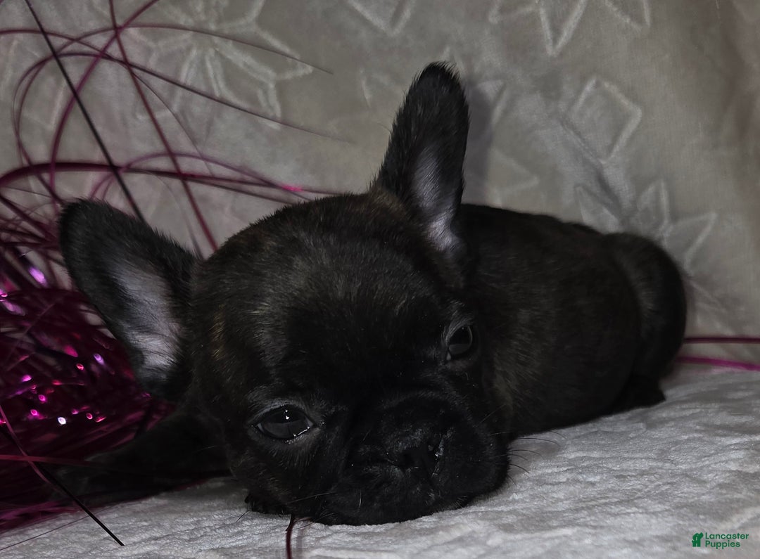 French Bulldog dogs for sale: Samson - Ad 3