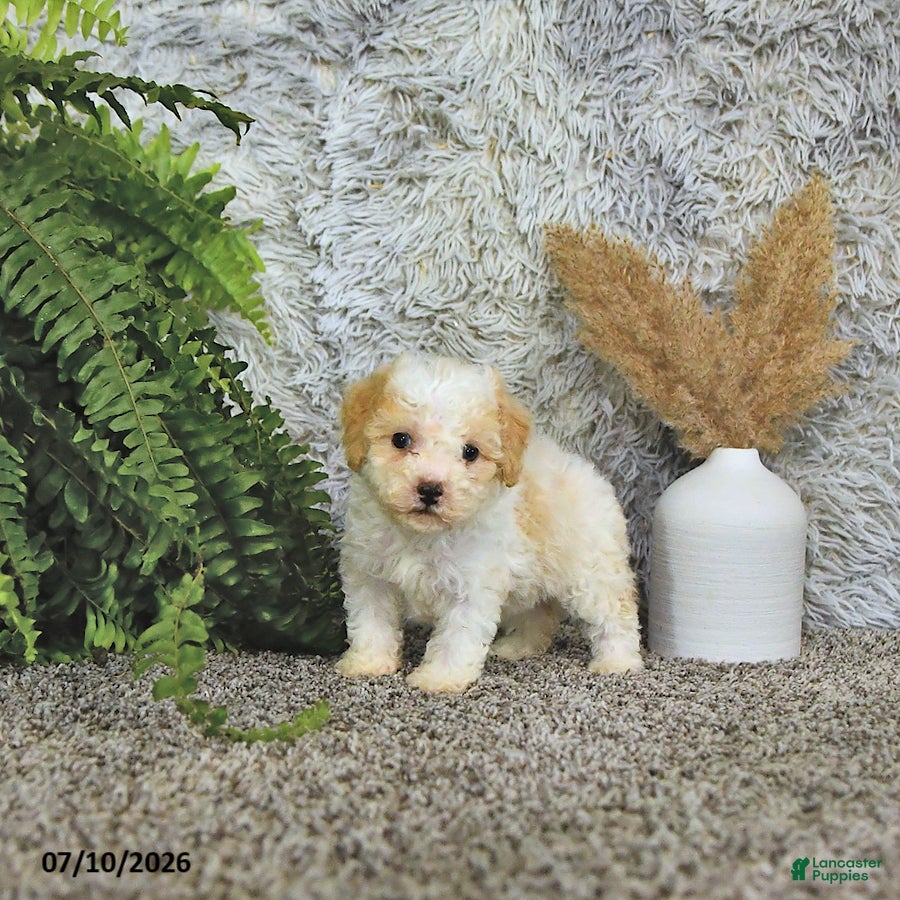 Toy Poodle dogs Benson   EXTRA SMALL - Ad 2