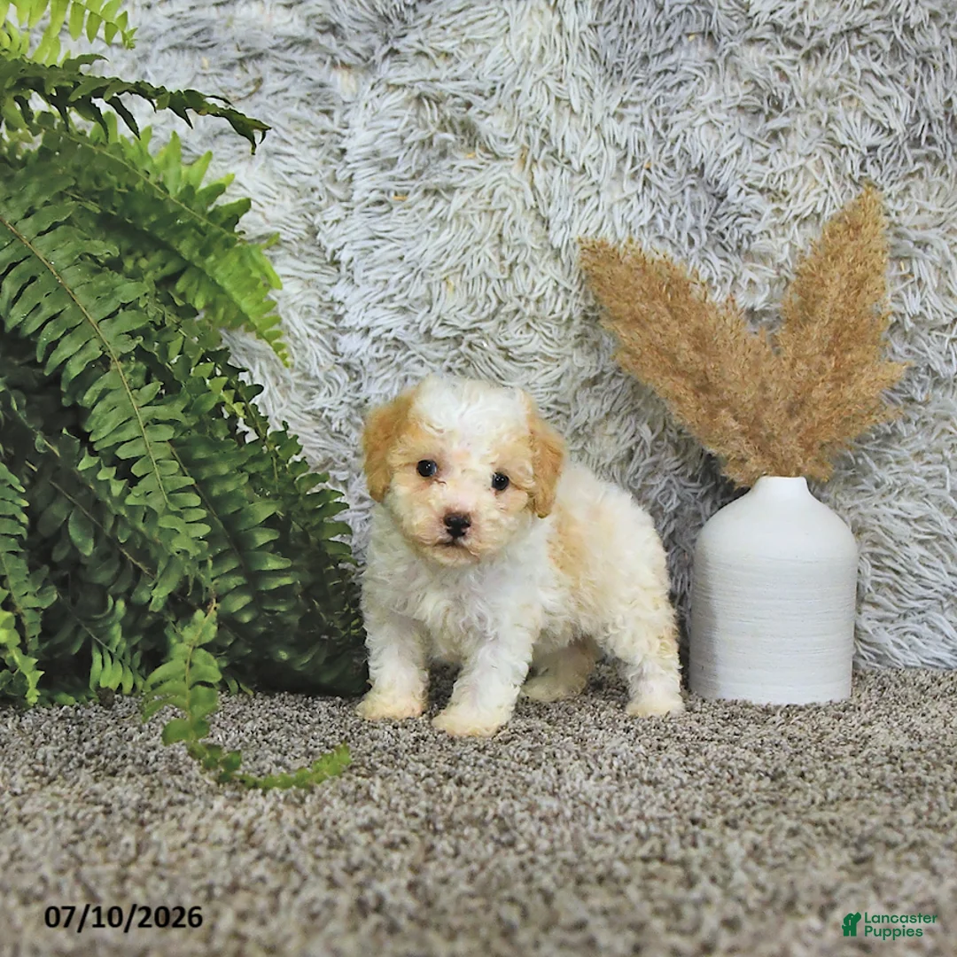 Toy Poodle dogs for sale: Benson   EXTRA SMALL - Ad 2