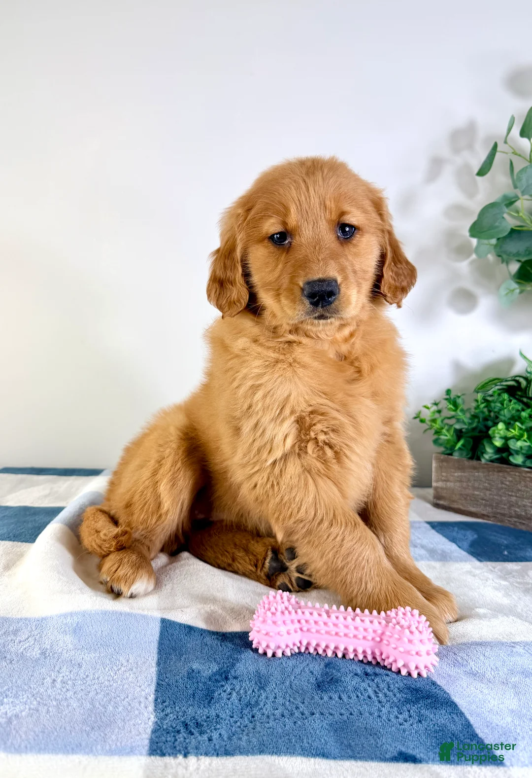 Golden Retriever dogs for sale: Ruby - Ad 1