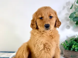 Golden Retriever dogs Ruby - Ad 28