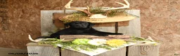 Labrador Retriever dogs for sale: Jet - Ad 5