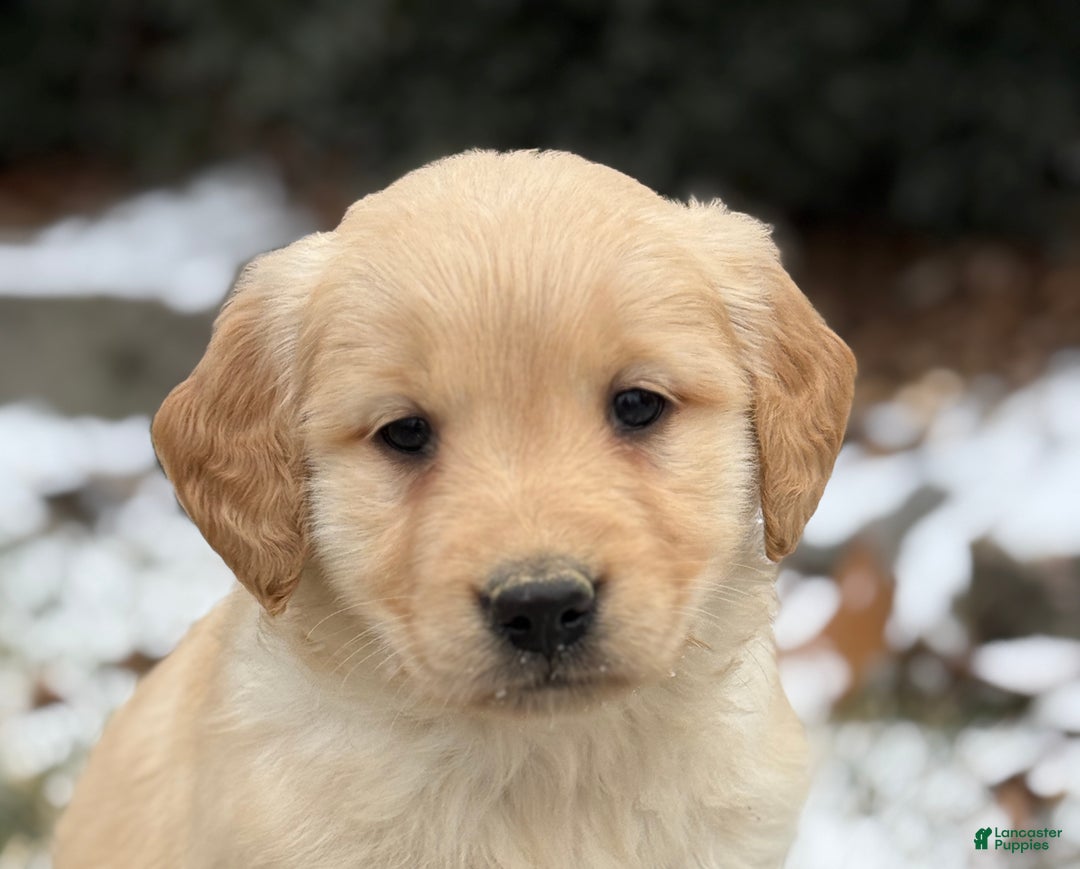 Golden Retriever dogs for sale: Sandy - Ad 11