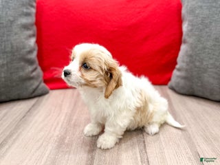 Cavapoo dogs - Ad 34