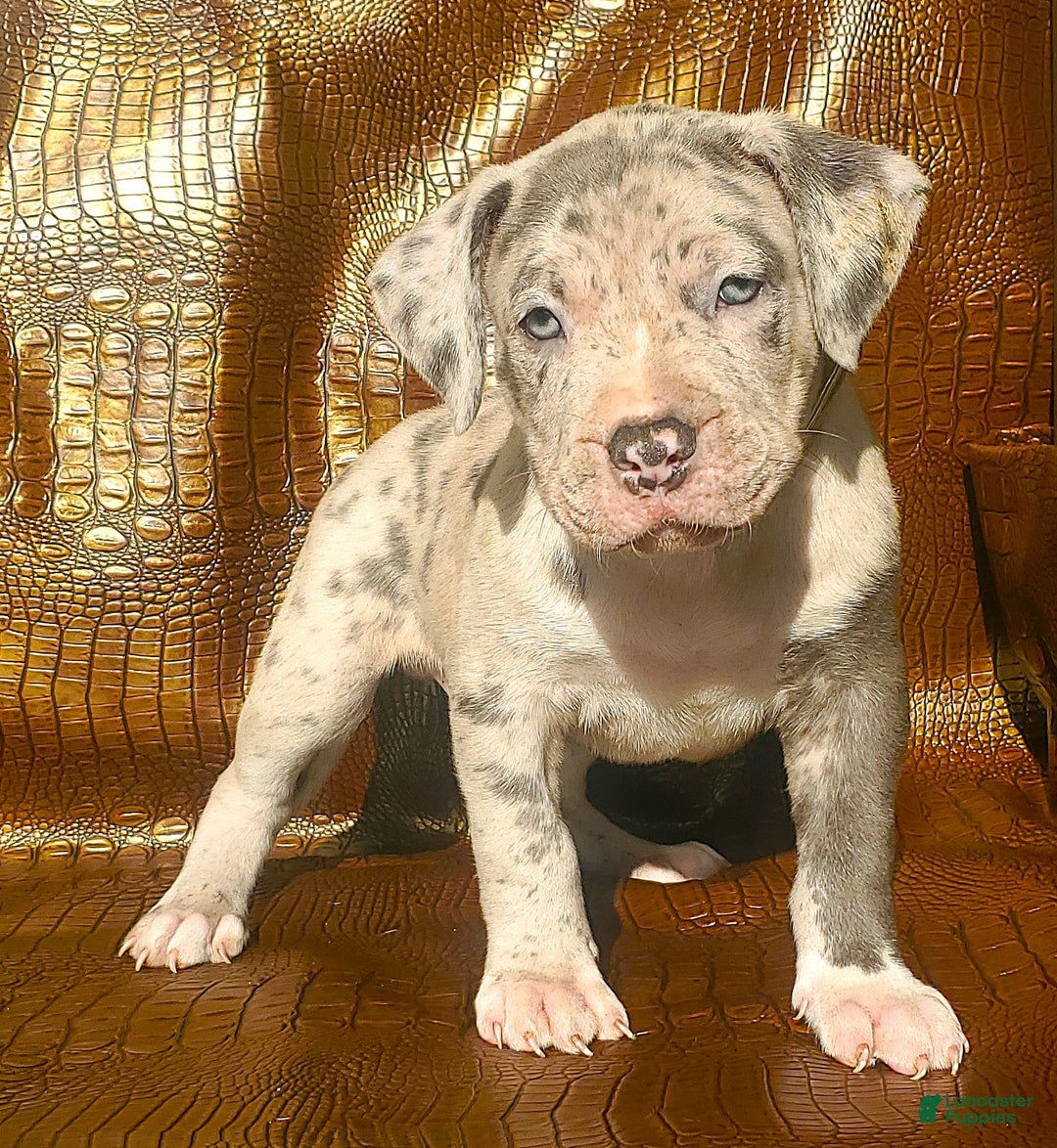 American Bully dogs for sale: "THA ROCK" - Ad 6