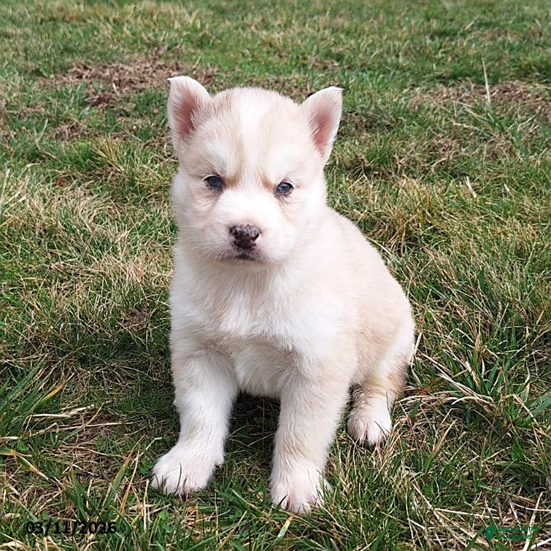 Gerberian Shepsky dogs for sale: Daisy - Ad 1