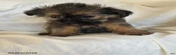 Shorkie dogs for sale: Linda - Ad 5