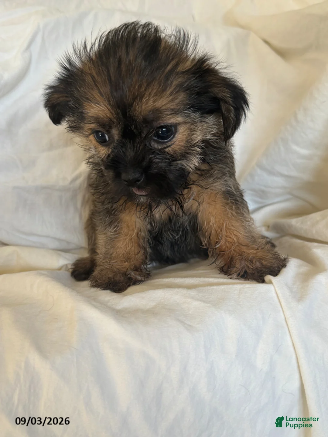 Shorkie dogs for sale: Linda - Ad 5