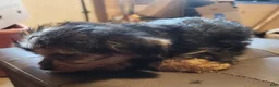 Yorkshire Terrier dogs for sale: Zack - Ad 4
