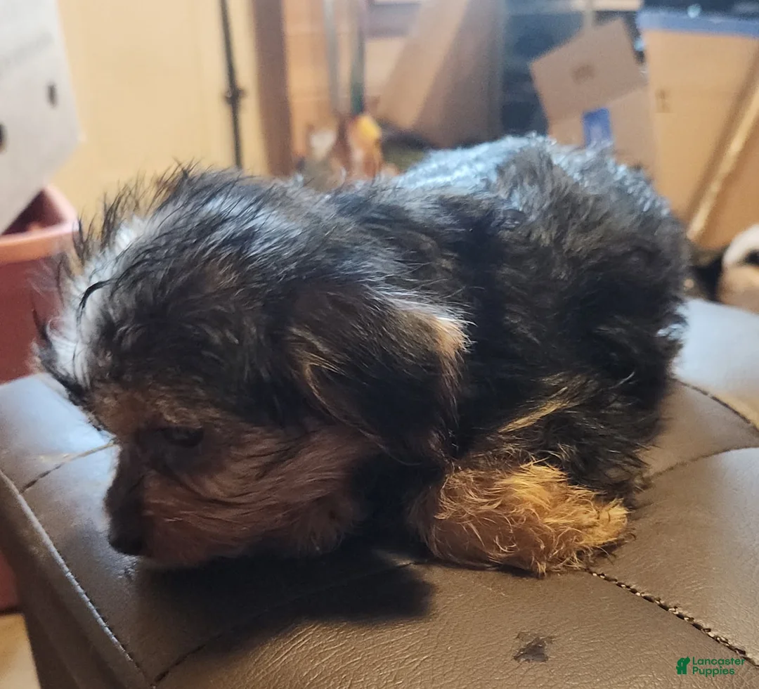 Yorkshire Terrier dogs for sale: Zack - Ad 4