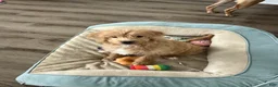 Mixed Breed dogs for sale: Gigi - Ad 2
