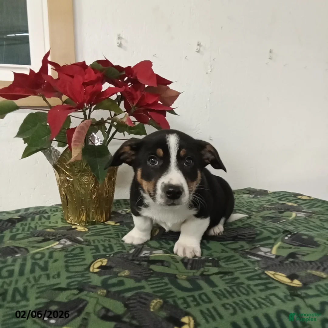 Mixed Breed dogs for sale: Derick - Ad 2