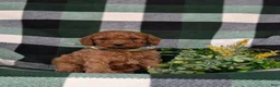 Miniature Poodle dogs for sale: Sanborn - Ad 3