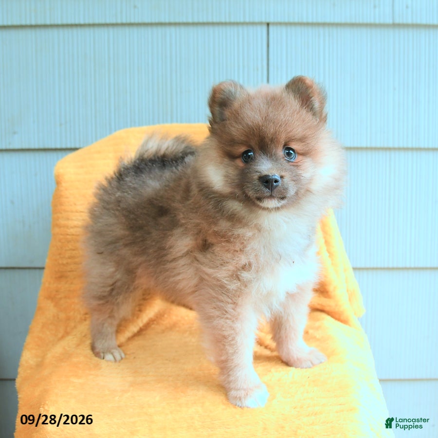 Pomeranian dogs Lucky - Ad 2