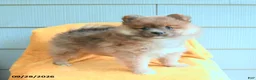 Pomeranian dogs for sale: Lucky - Ad 2