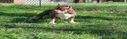 American Bully dogs for sale: Moose Tracks - Ad 3