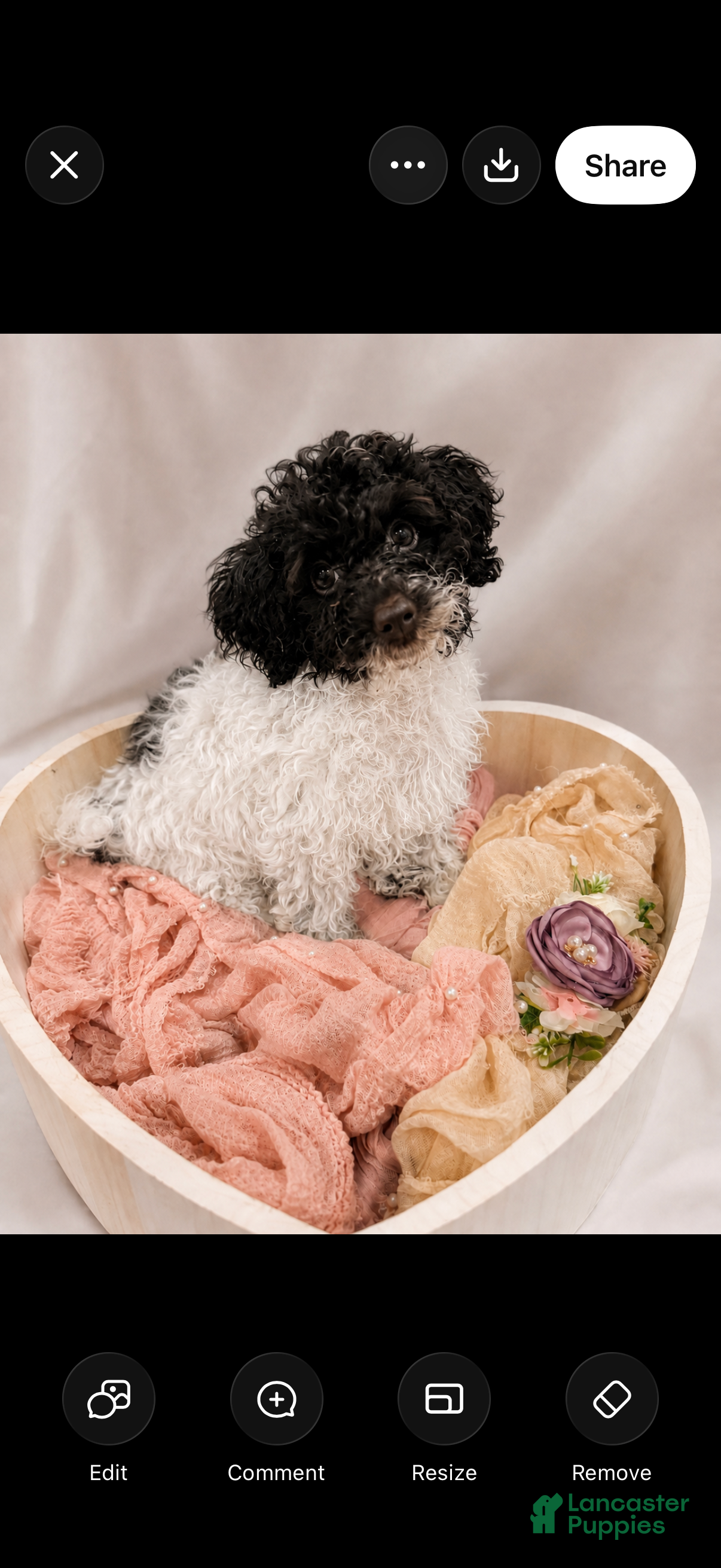 Cockapoo dogs Khloé  - Ad 2