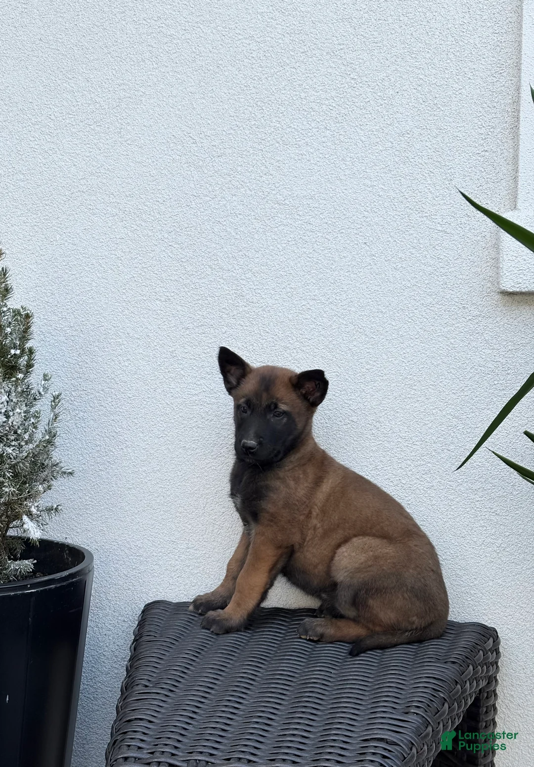 Belgian Malinois dogs for sale: Belgian Malinois Puppy (Maple) - Ad 3