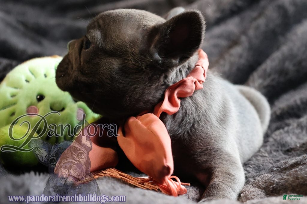 French Bulldog dogs Epic - Ad 2