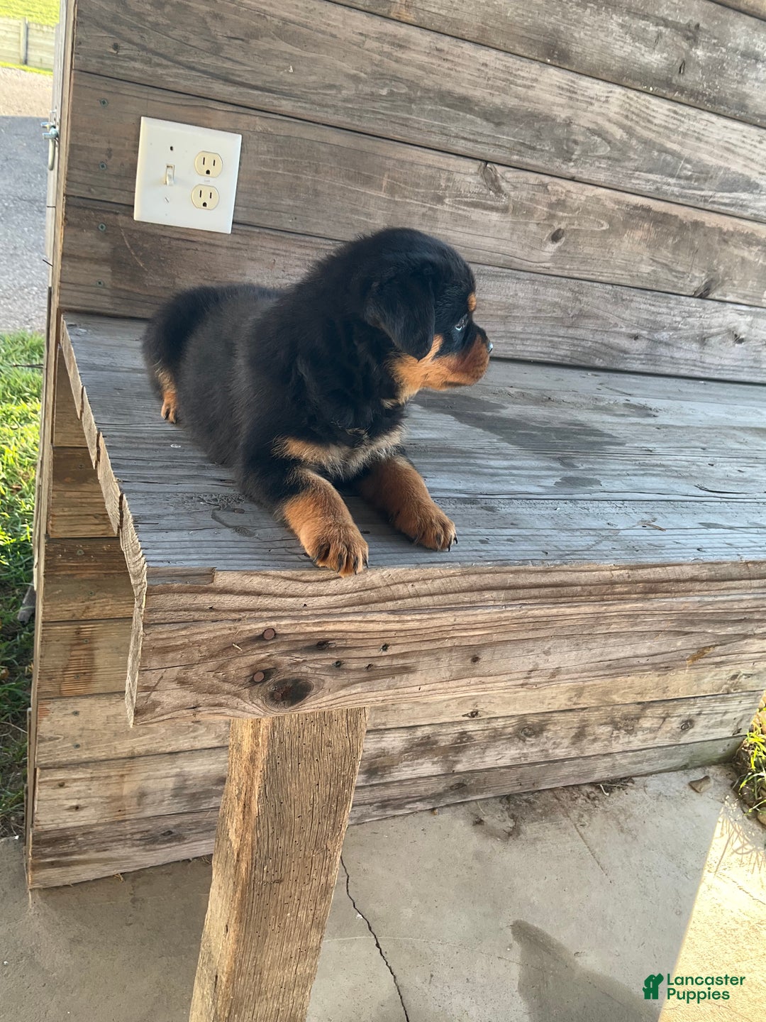 Rottweiler dogs for sale: Daisy  - Ad 10