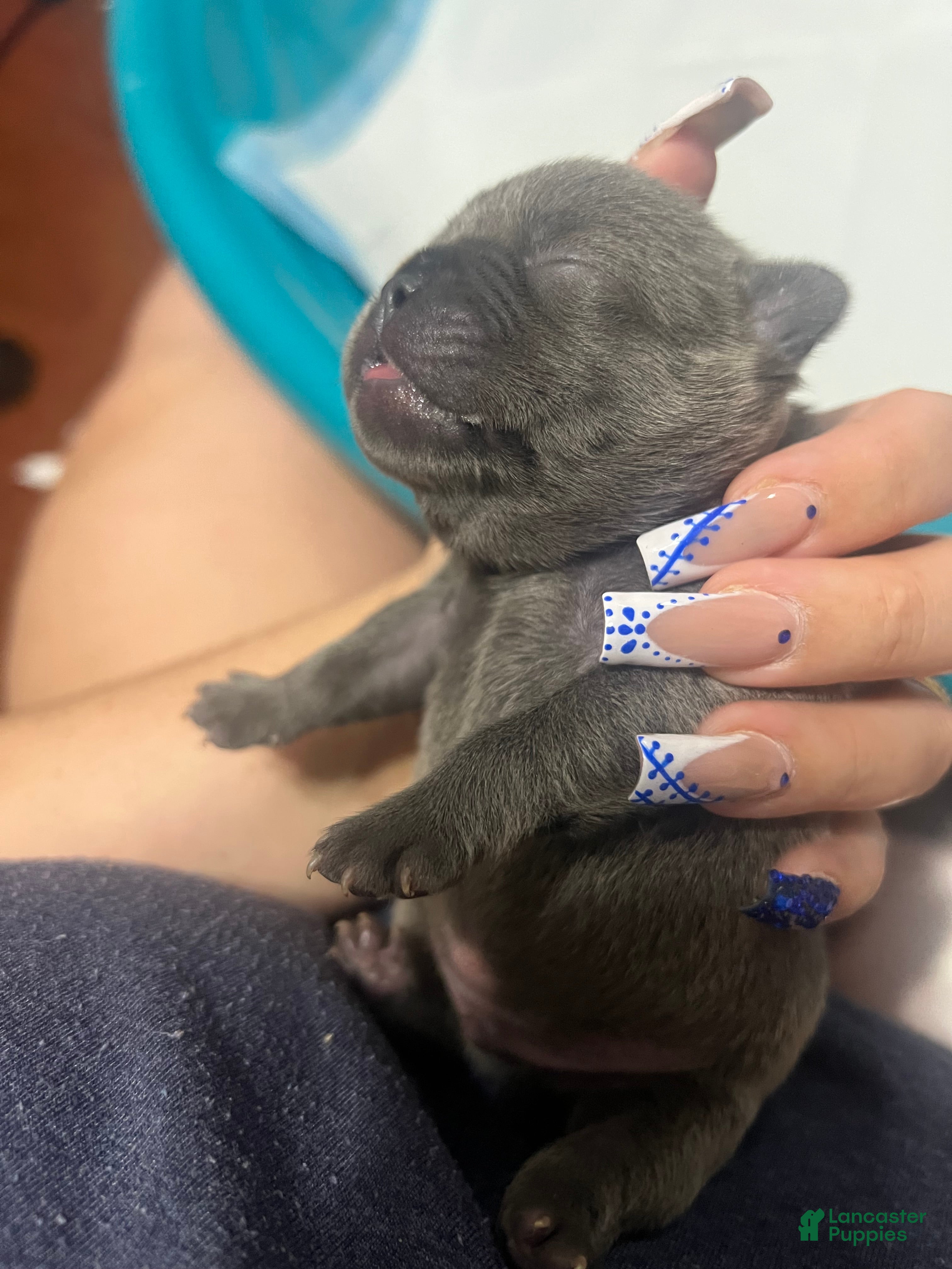 French Bulldog dogs French Bulldog Puppy 7 - Ad 39