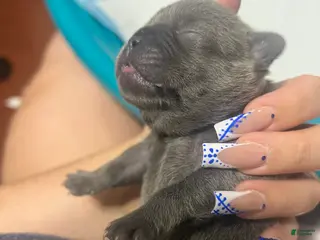 French Bulldog dogs French Bulldog Puppy 7 - Ad 39