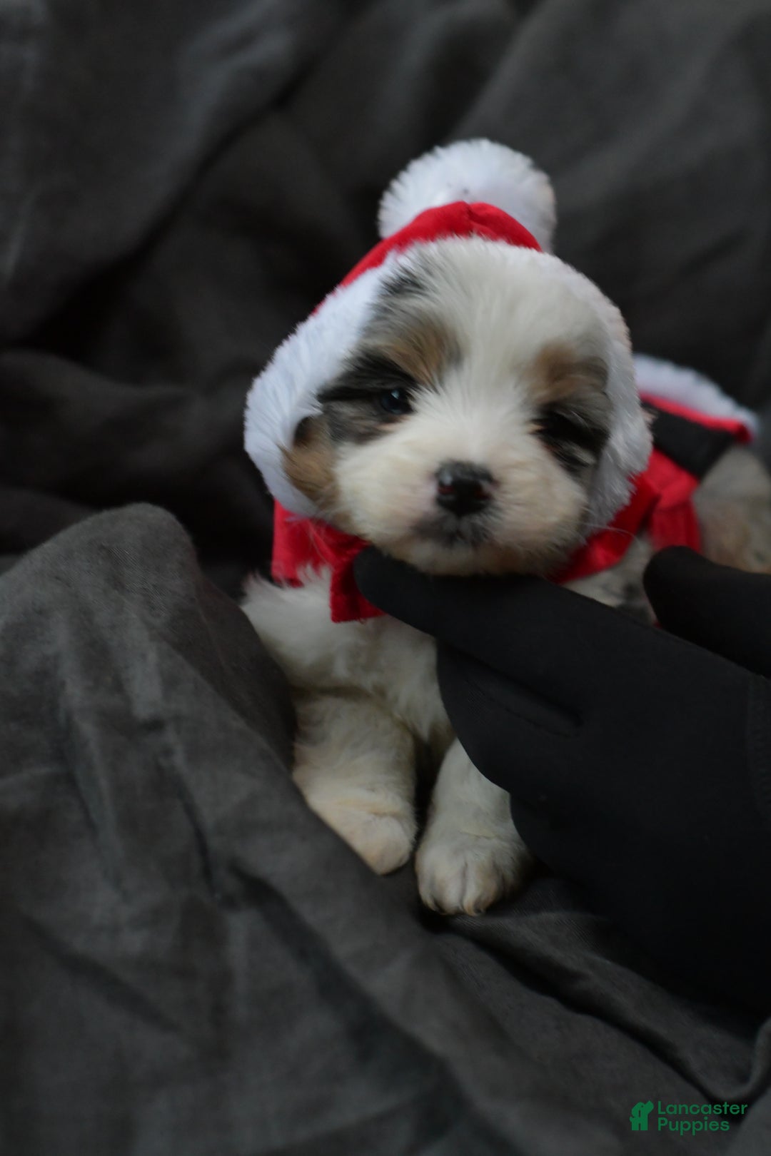 Mini Aussiedoodle dogs for sale: Cash - Ad 18