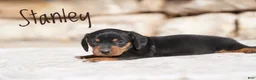 Miniature Dachshund dogs for sale: Stanley - Ad 2