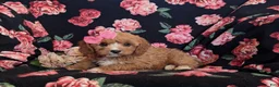 Cavapoo dogs for sale: Christi - Ad 4