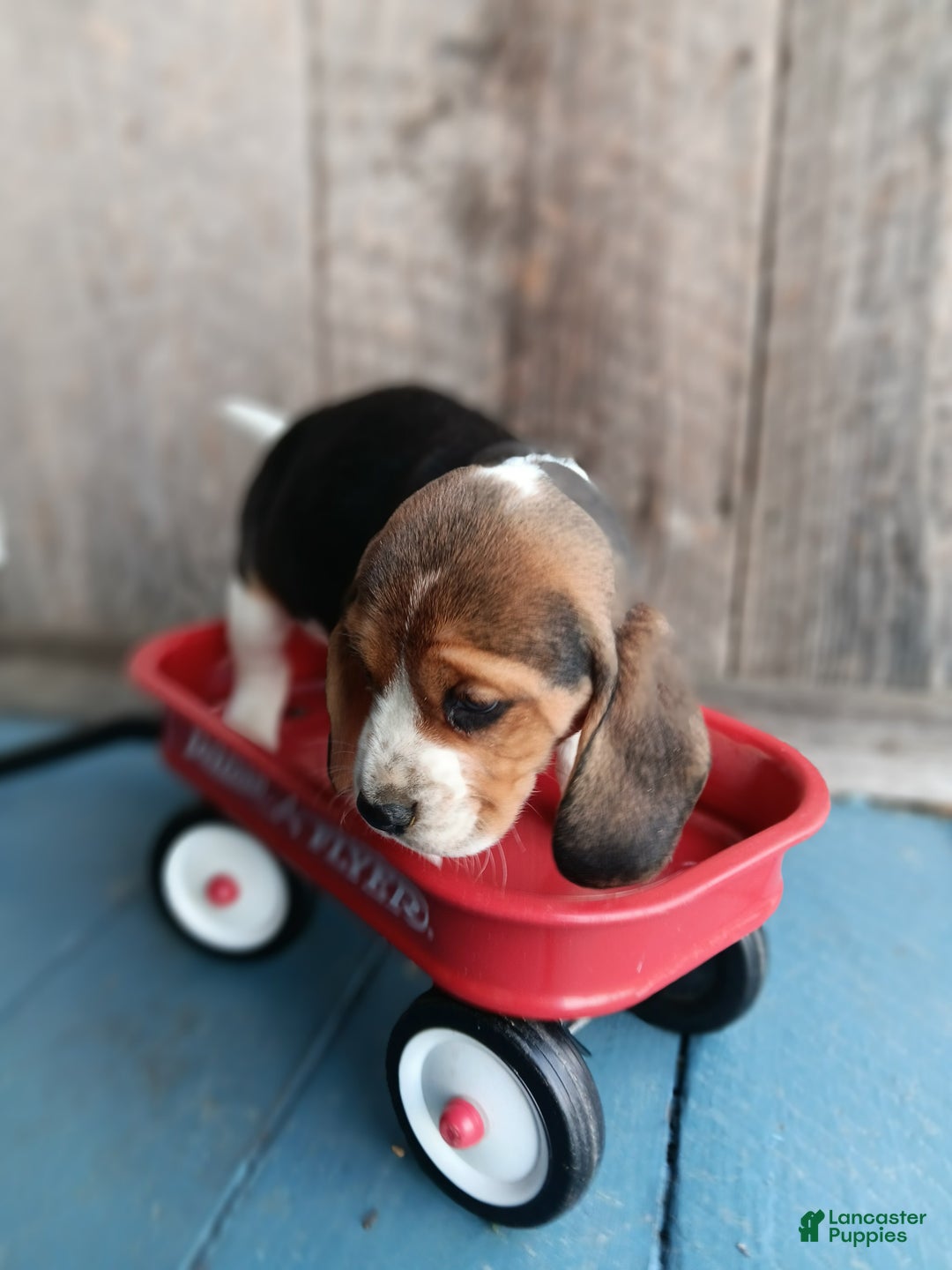 Beagle dogs for sale: Snicker - Ad 2