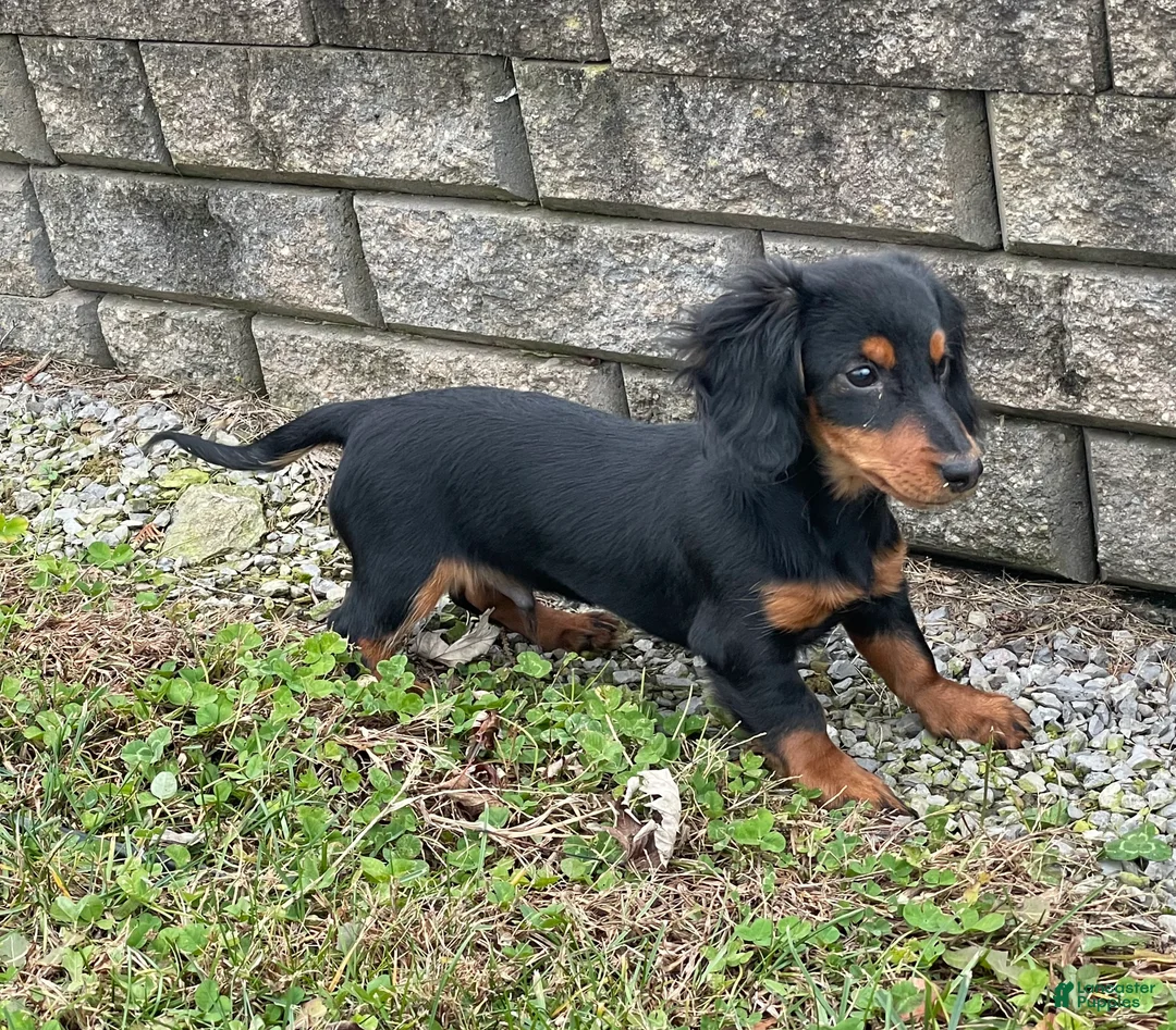 Miniature Dachshund dogs for sale: Miniature Dachshund Puppy 2 - Ad 9