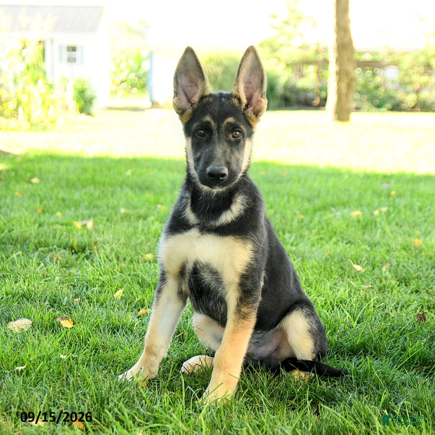 Gerberian Shepsky dogs Cruz - Ad 1