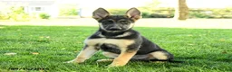 Gerberian Shepsky dogs for sale: Cruz - Ad 1