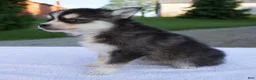 Pomsky dogs for sale: Marley - Ad 5