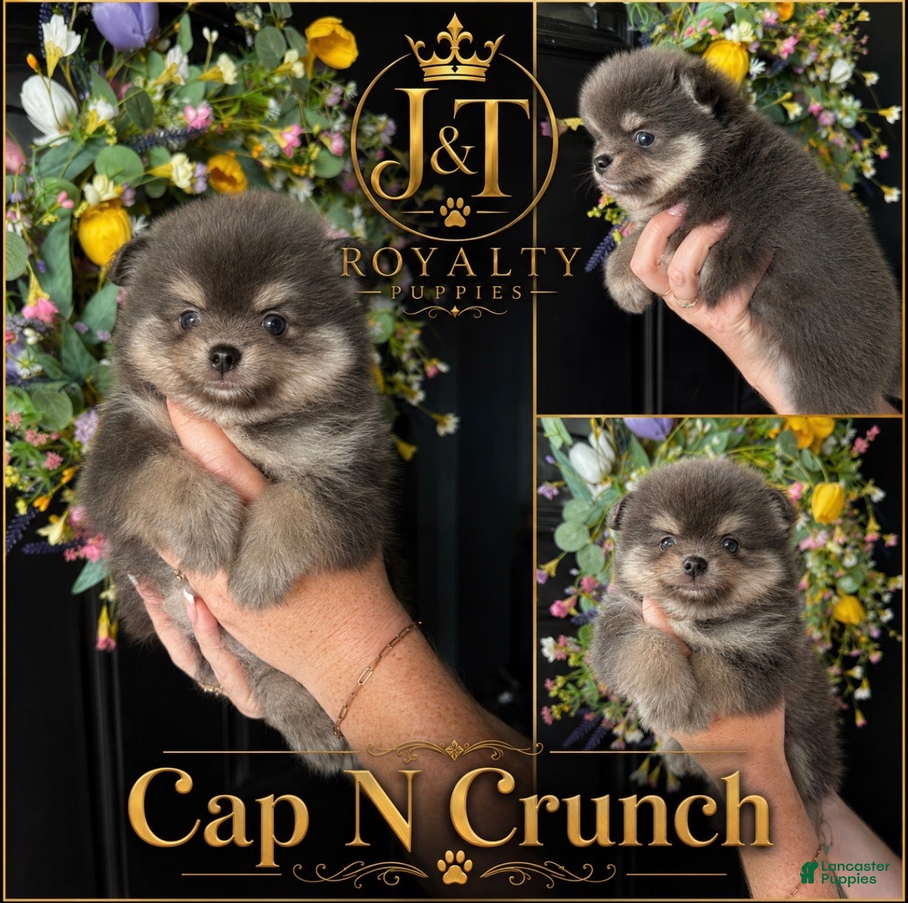 Pomeranian dogs Cap N Crunch - Ad 28