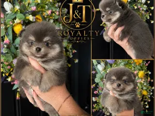 Pomeranian dogs Cap N Crunch - Ad 28