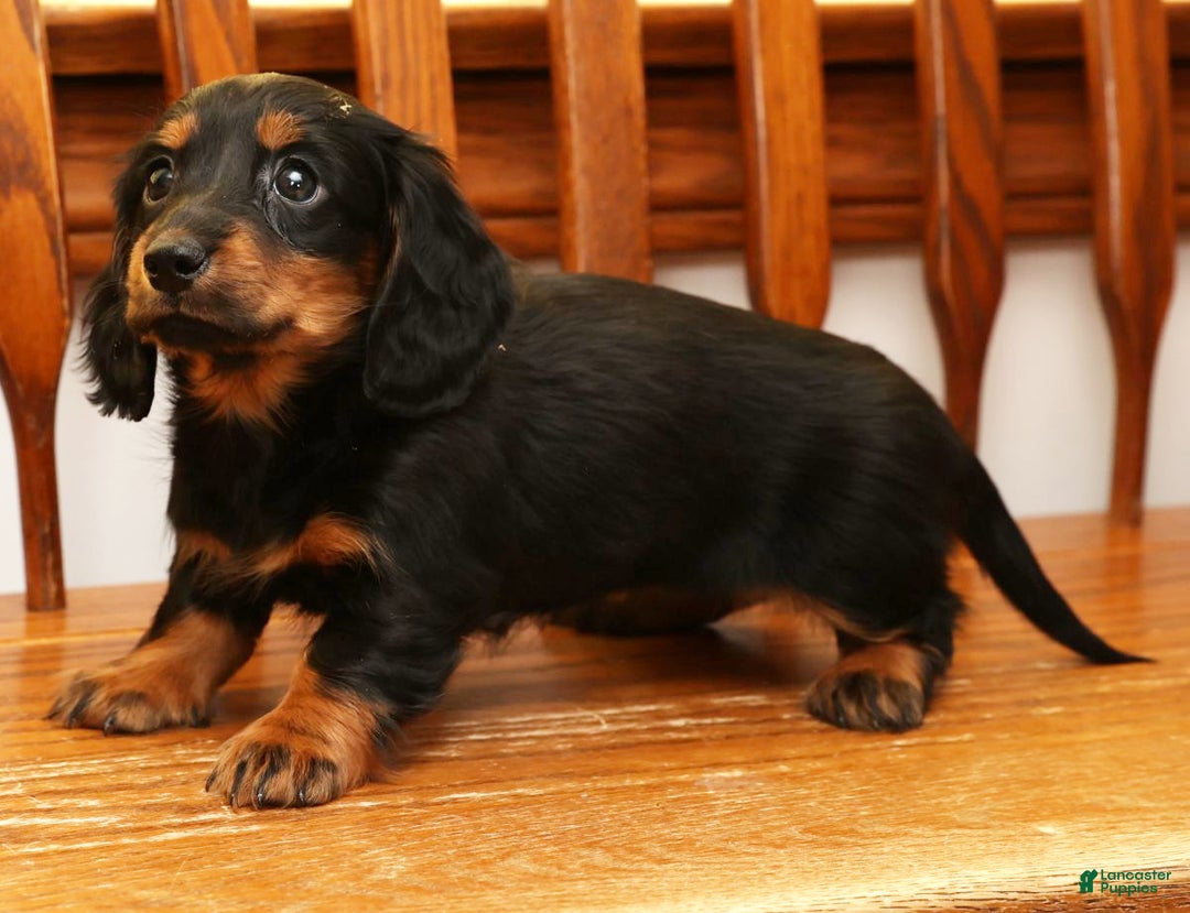 Miniature Dachshund dogs for sale: Darbie - Ad 6